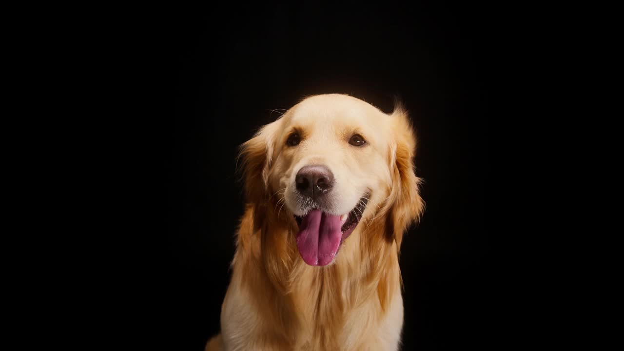 金色猎犬在黑色背景下，坐在扇子下，金色拉布拉多狗张开嘴呼吸，舌头伸出靠近。在摄影棚拍摄家养宠物视频素材