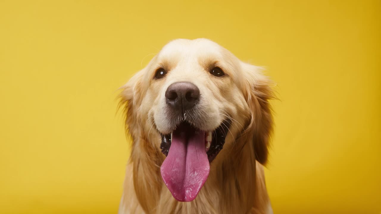 金毛寻回犬以黄色为背景，金拉布拉多犬张开嘴呼吸，靠近时伸出舌头。在摄影棚拍摄家养宠物视频素材