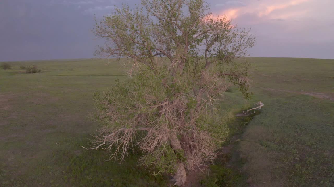 鸟瞰一棵孤独的树在绿色的草原季节性的小溪视频素材