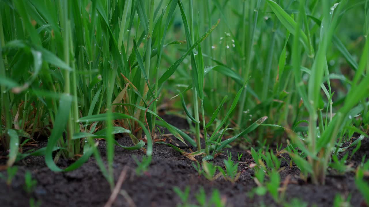 模糊的背景上的绿草浅景深，柔和梦幻的外观，散景。有选择性的重点视频素材