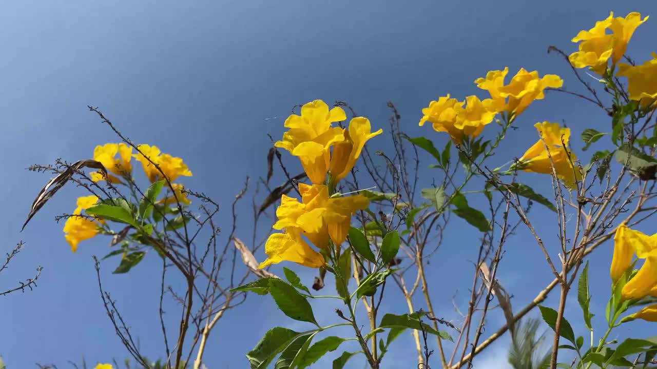 在自然花园里的黄色Tecoma stans花视频素材