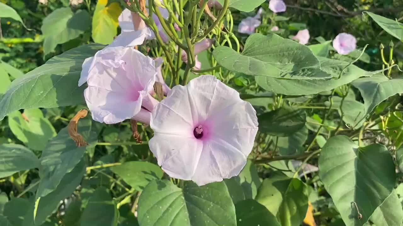 自然花园里的牵牛花视频素材