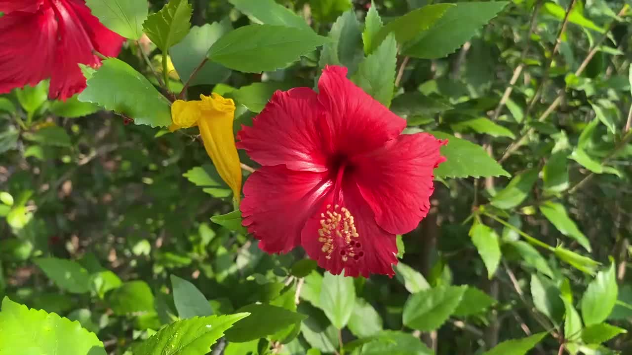 大自然花园里的红色芙蓉花视频素材