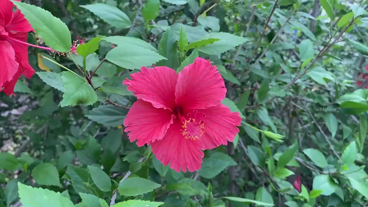 大自然花园里的红色芙蓉花视频素材