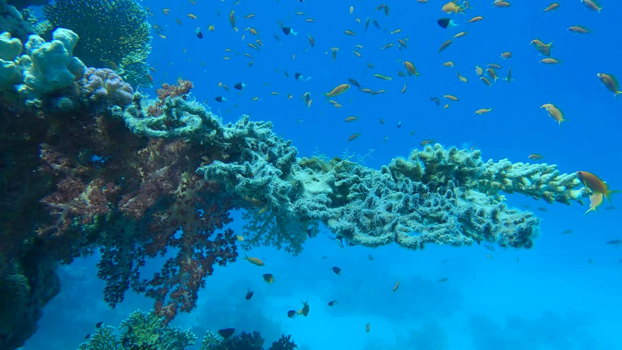 慢镜头，色彩斑斓的热带鱼和美丽的珊瑚礁。阿拉伯黄花(Chromis flavaxilla)，半半花(Chromis dimidiata)和Lyretail Anthias squamipinnis。视频素材