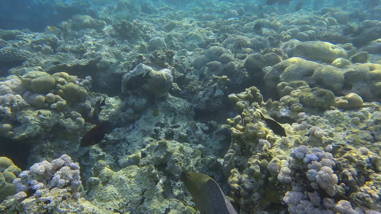 在早晨的阳光下，海鳗在珊瑚礁附近游泳。巨海鳗(Gymnothorax javanicus)慢动作视频素材