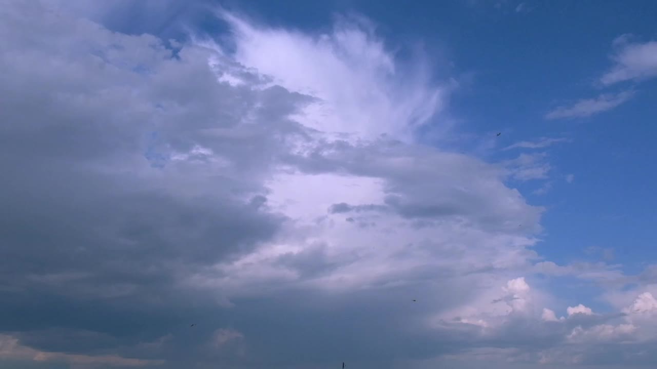 慢动作黑色的黑鸟飞在蓝色和白色的天空背景。燕子在蓝天中飞翔。在自然环境中迁徙动物。自由和野生动物的概念视频素材