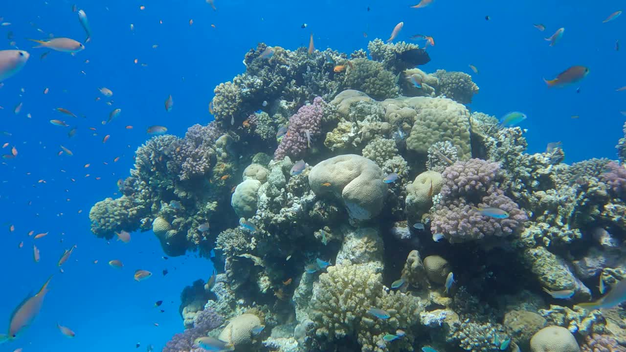 慢镜头，彩色的热带鱼和美丽的珊瑚礁在蓝色的水背景。阿拉伯黄铬(黄铬)。镜头慢慢向前移动，接近一个珊瑚礁视频素材