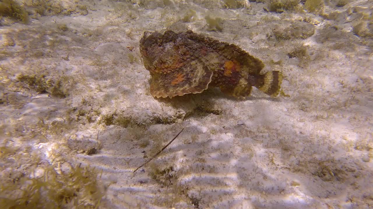 石头鱼在阳光下慢慢地游过沙质海床上的海藻。礁石鱼(Synanceia verrucosa)。慢动作视频素材