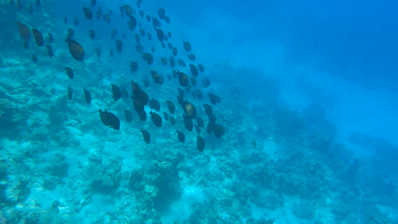 一大群热带鱼Sailfin Tang在阳光下快速游过珊瑚礁。海洋中的水下生物。慢镜头，俯视图。视频素材