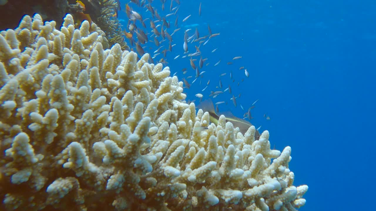 色彩斑斓的热带鱼在美丽的珊瑚礁附近游泳。阿拉伯黄颡鱼(Chromis flavaxilla)，白颡鱼(Pseudanthias squamipinnis)黑面鹰(paracirrites forsteri)视频素材