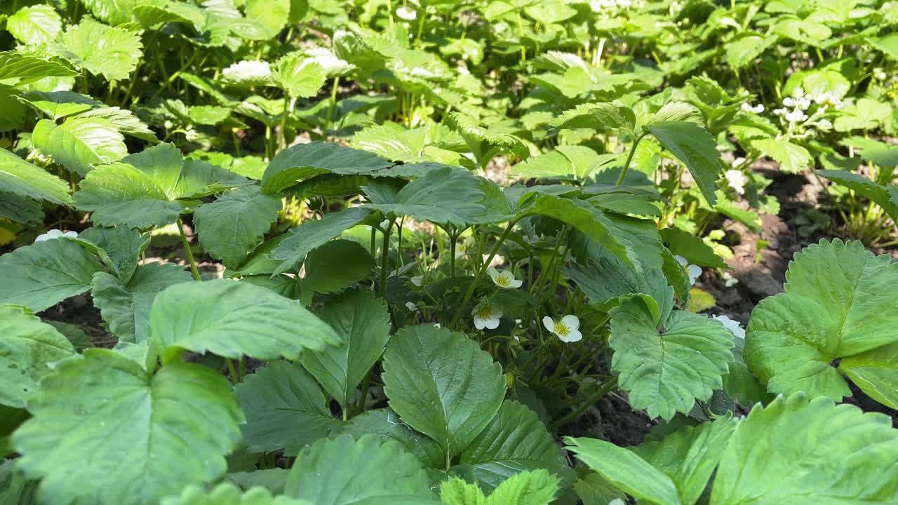 在阳光下的草莓丛中，绿叶之间有4k白色的花视频素材