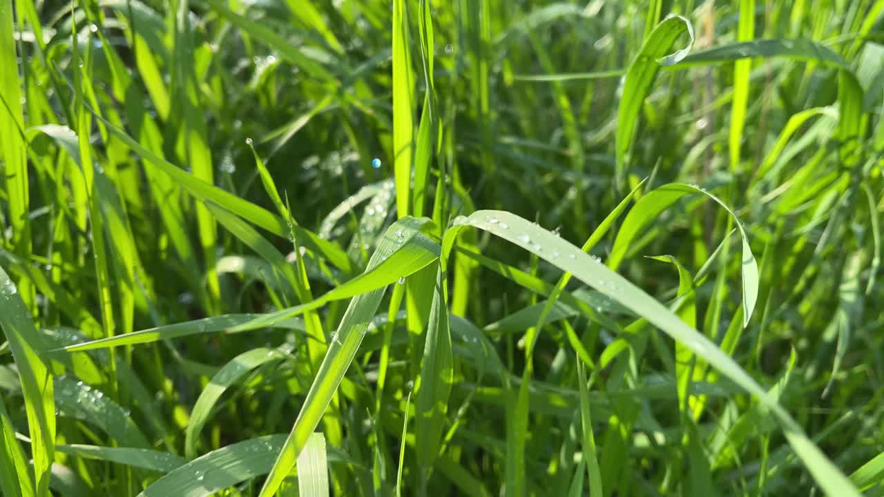 4k绿草草坪与雨水滴。自然背景视频素材