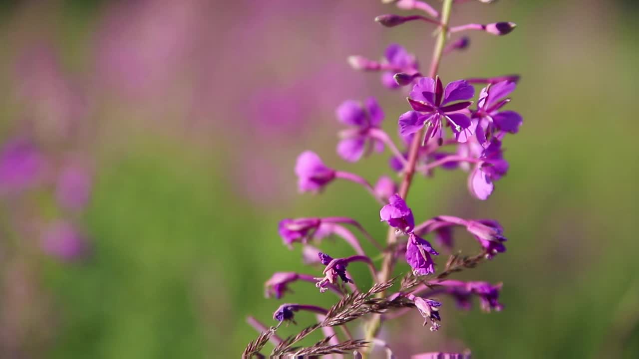 在一个阳光明媚的夏日里，粉红色的盛开的莎莉(杂草或伊万茶)在田野里的香草中视频素材