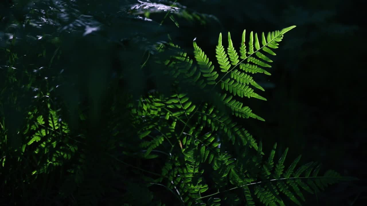 在夏季茂密的森林里，蕨叶在阳光下闪闪发光视频素材