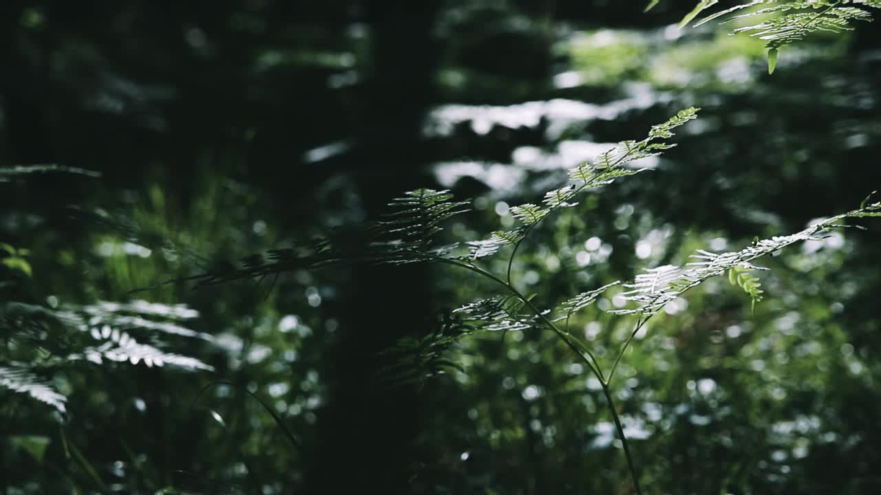 茂密的夏季森林中的蕨类植物视频素材