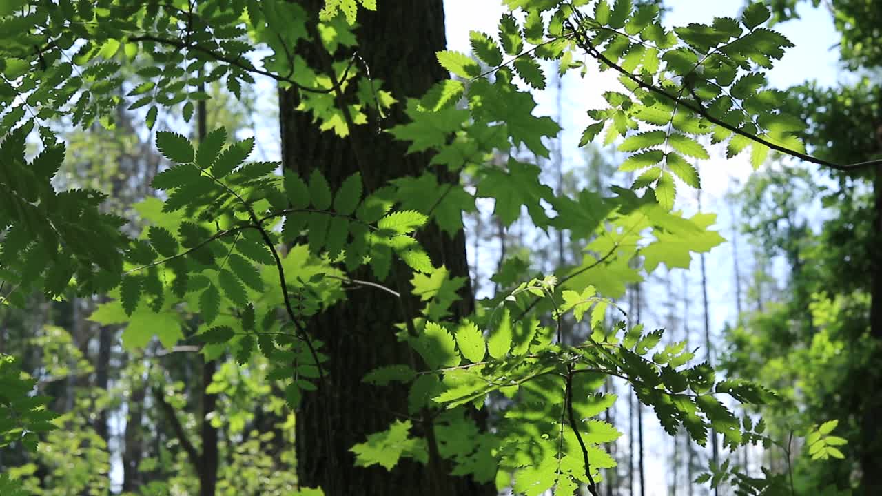 春天的树叶在森林的树上视频素材