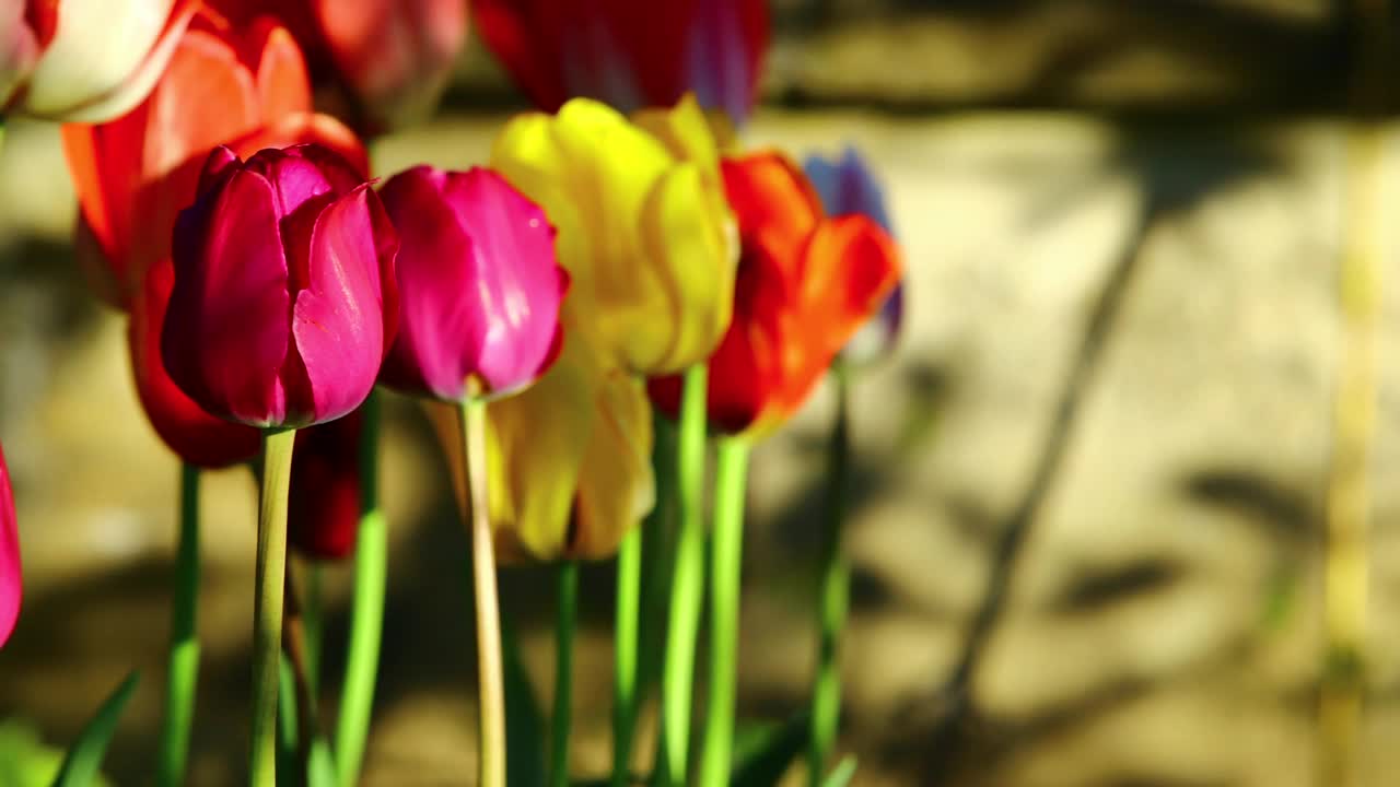 郁金香花在花园里视频素材