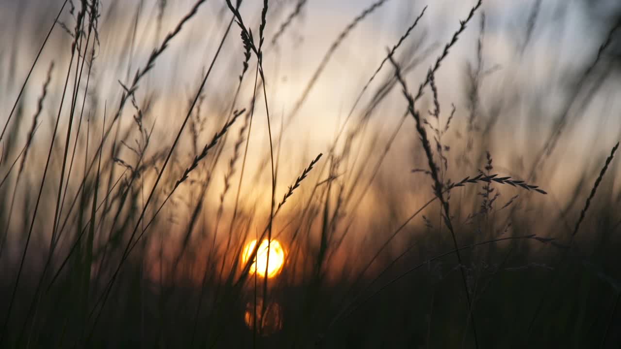 在美丽的夕阳中，小草花迎风摇曳视频素材