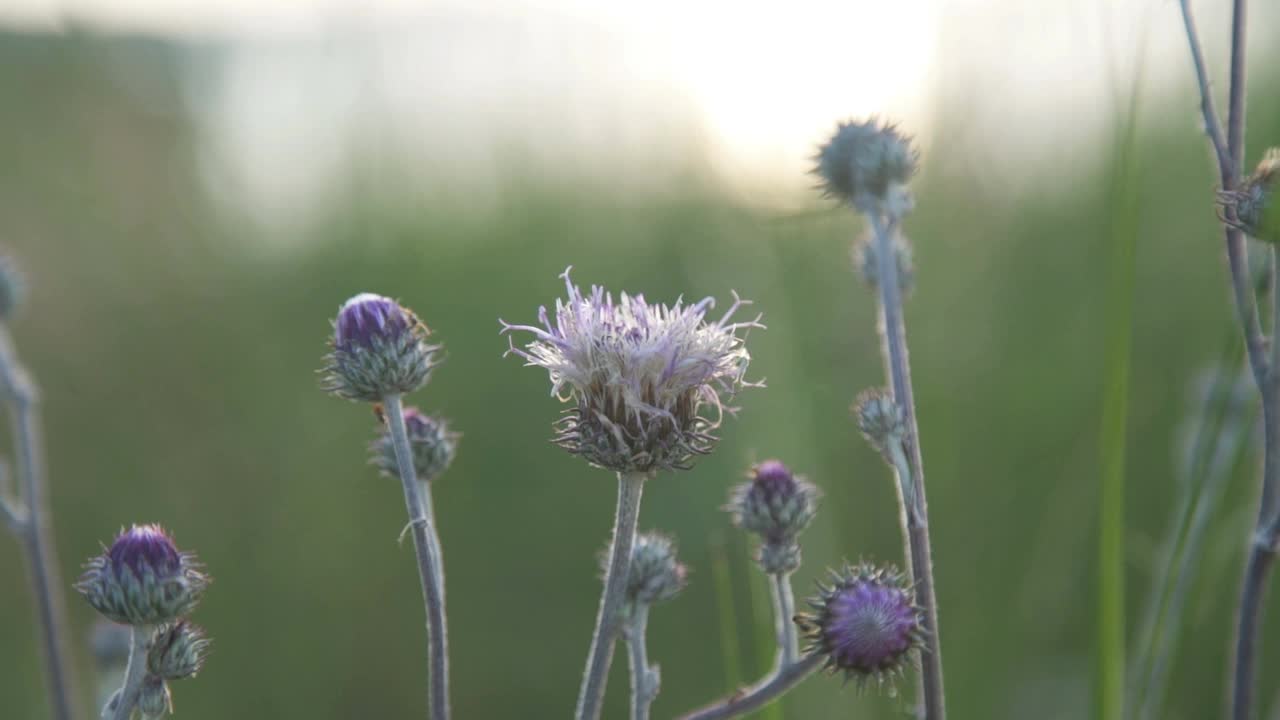 在美丽的夕阳中，小草花迎风摇曳视频素材