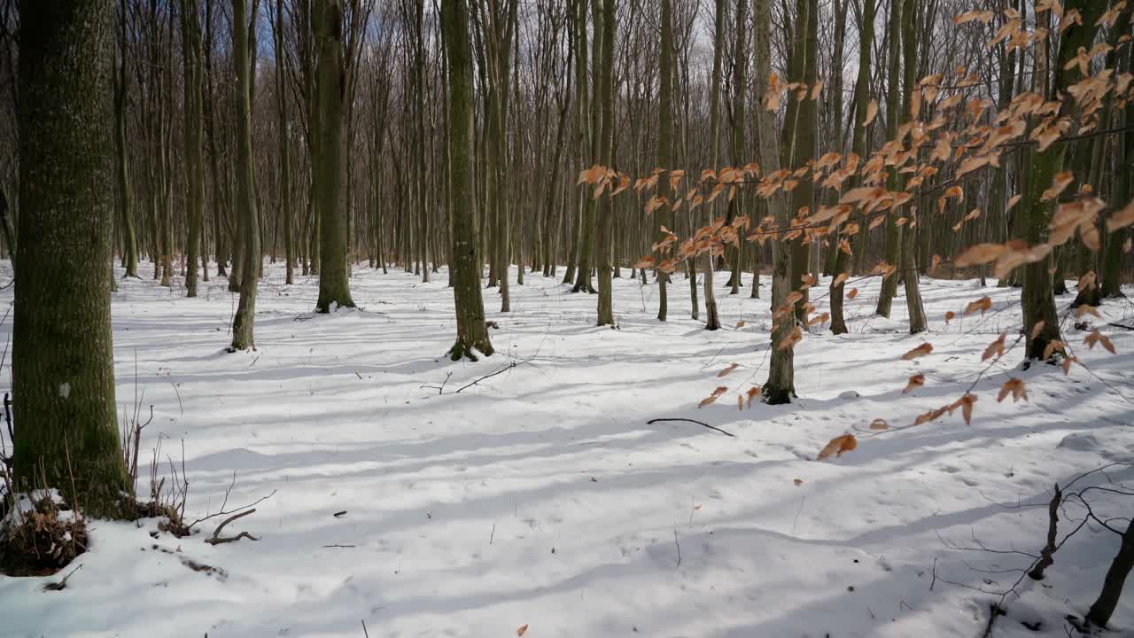 浪漫的冬天，森林的景色，树枝和黄叶，映衬着树木和蓝天的背景。在平滑的运动。植物的阴谋。视频素材