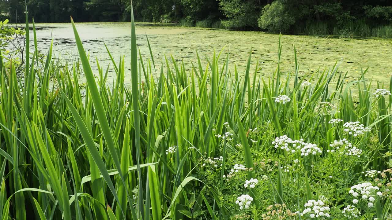 英国温德米尔湖区霍勒希尔塔恩的河岸植被。视频素材