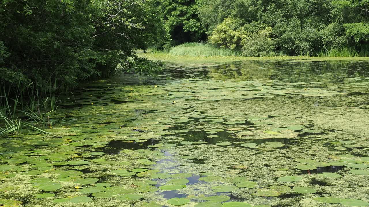 英国温德米尔湖区霍勒希尔塔恩上的黄睡莲，黄莲和浮萍。视频素材