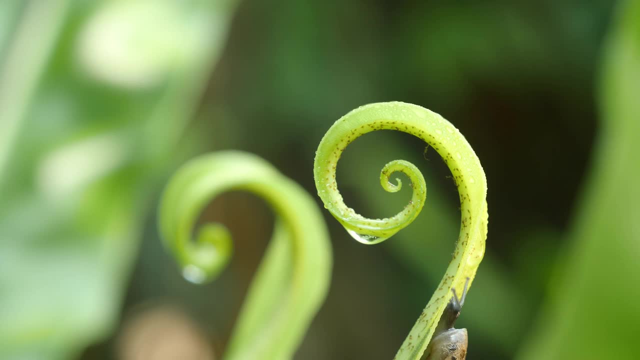 蜗牛小软体动物在有水滴的蕨类叶子上行走。(时间流逝)视频素材