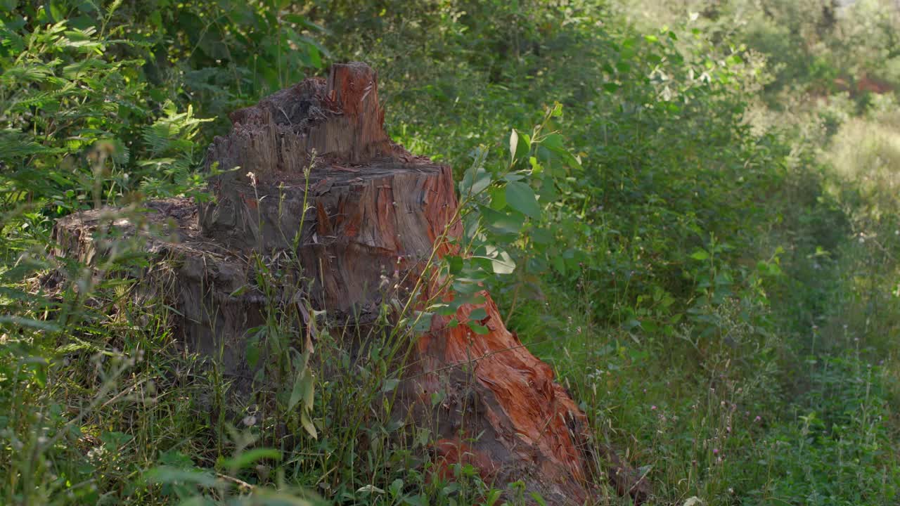 树跺着脚，附近绿油油的植物，生长在路边的石径上——典型的马达加斯加风光在偏远的道路上视频素材