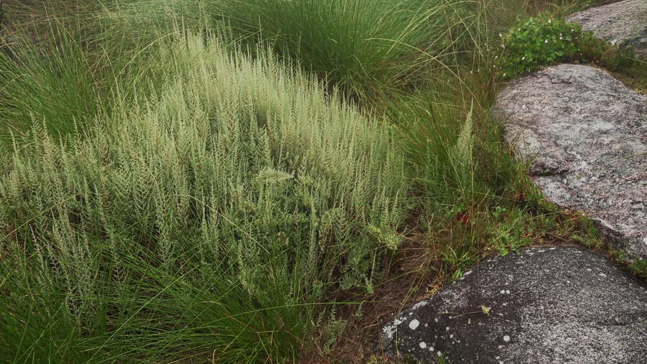 当地的植物-草和小灌木，它的大多数马达加斯加特有生长在Andringitra国家公园，正如看到的徒步到最高峰Boby视频素材