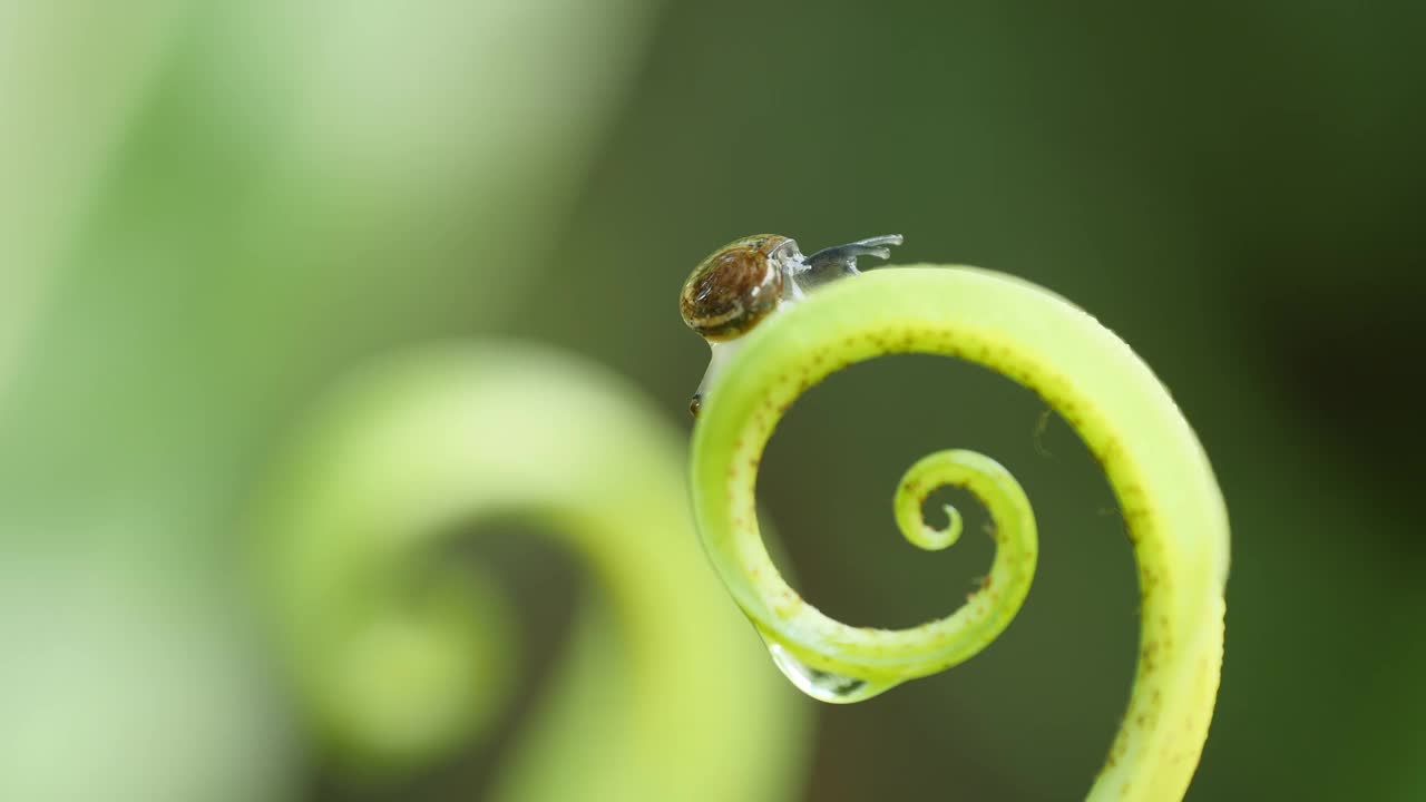 蜗牛在有水滴的蕨类叶子上行走。视频素材