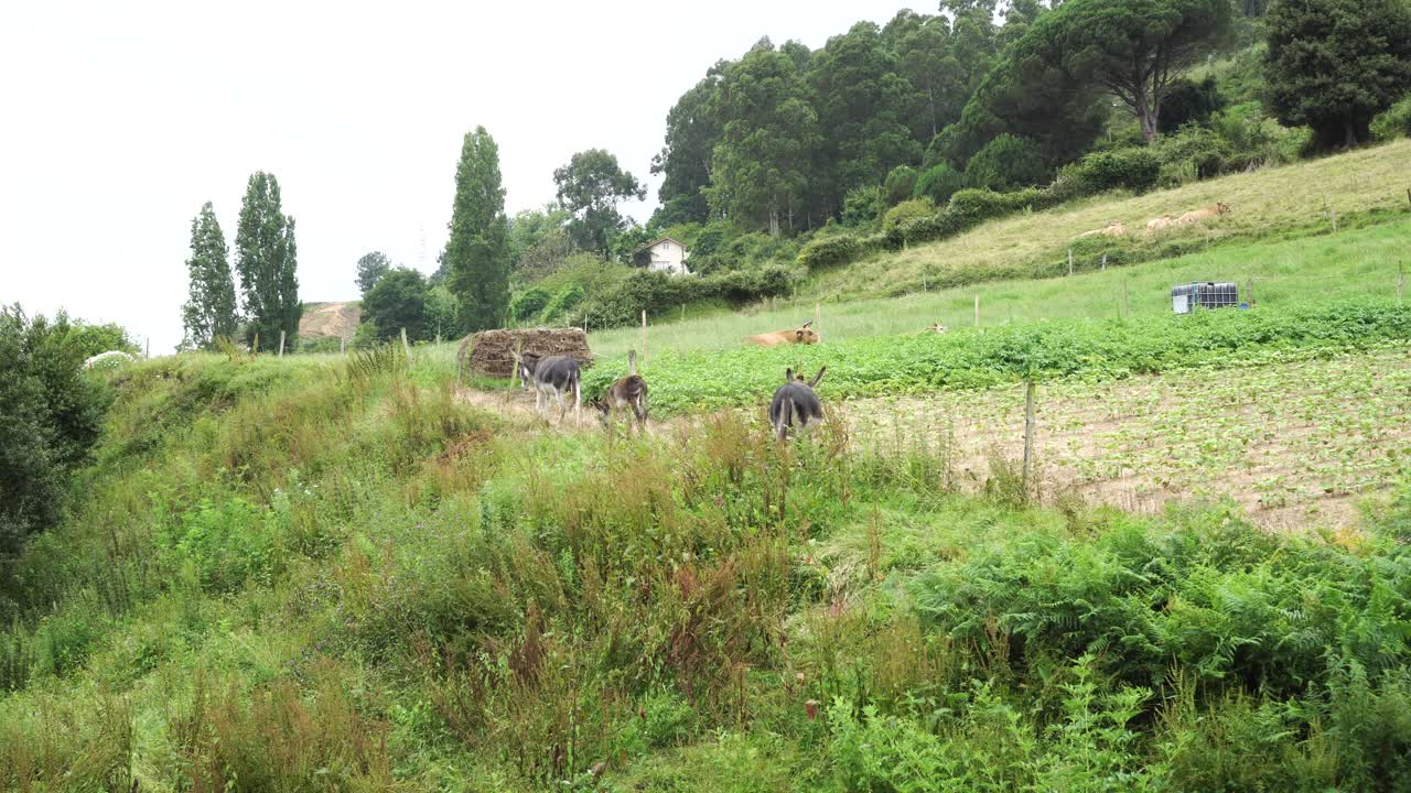 驴子在山上的草地上吃草视频素材