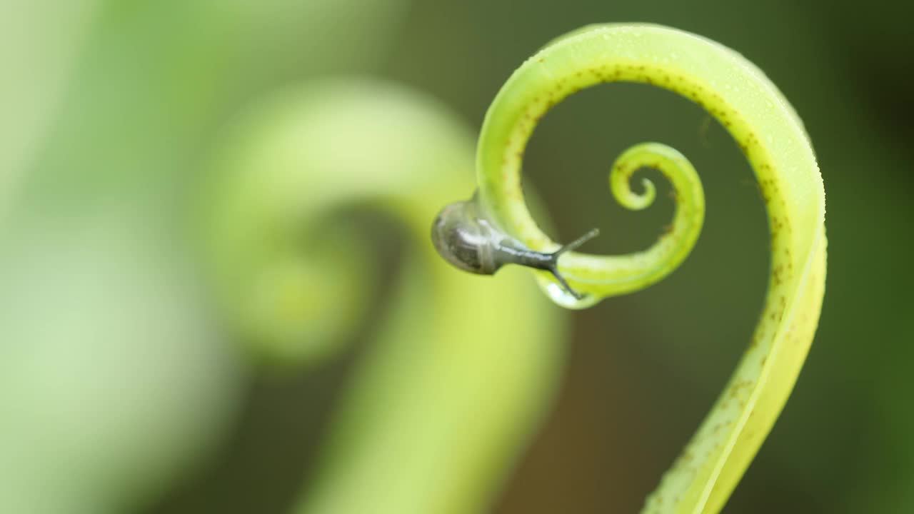 蜗牛在有水滴的蕨类叶子上行走。视频素材