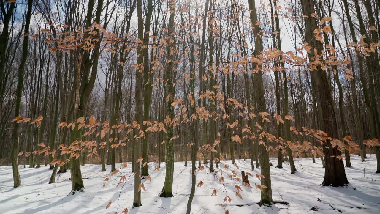 浪漫的冬天，森林的景色，树枝和黄叶，映衬着树木和蓝天的背景。在平滑的运动。植物的阴谋。视频素材