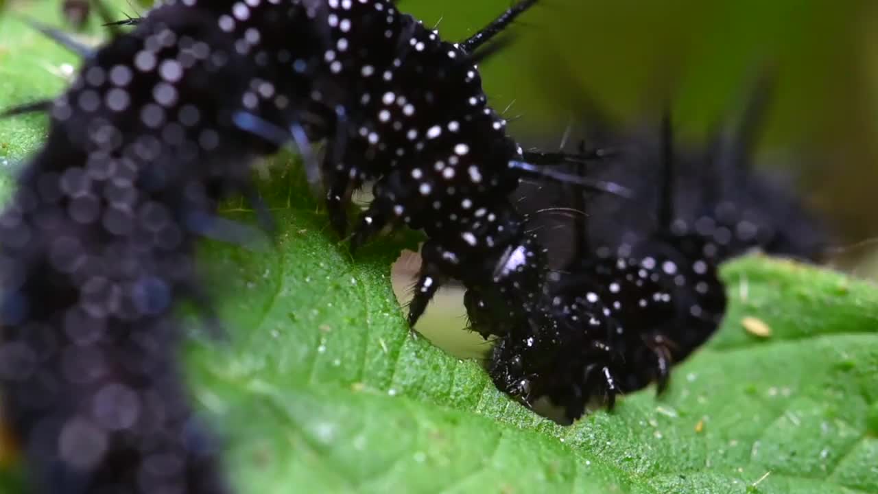 孔雀蝴蝶毛毛虫吃荨麻的叶子视频素材