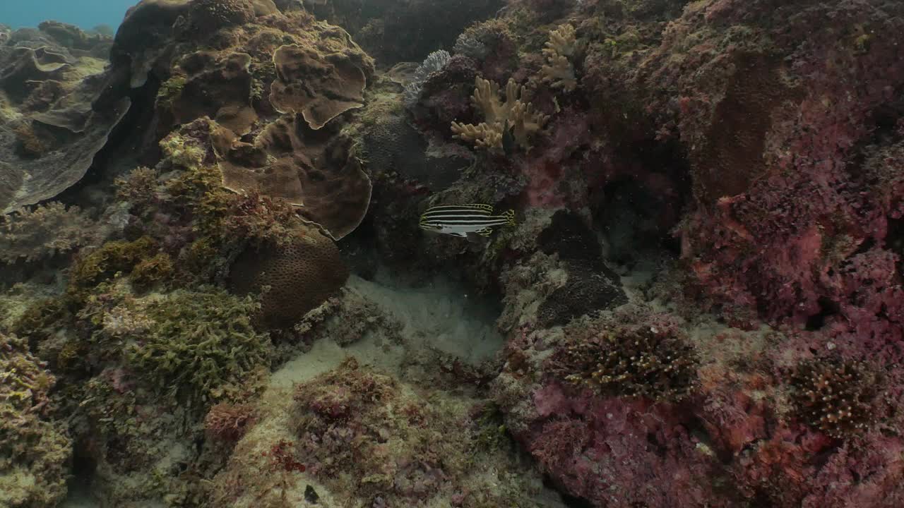 台湾，在热带海底暗礁中游动的珊瑚鱼视频下载