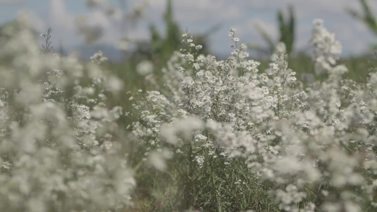 美丽的白色雏菊在田野里随风摇曳。概念:自然，花卉，春天，生物，动物，环境，生态系统。视频素材