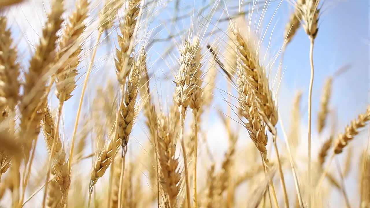 黑麦小穗在蓝天下迎风摇摆视频素材