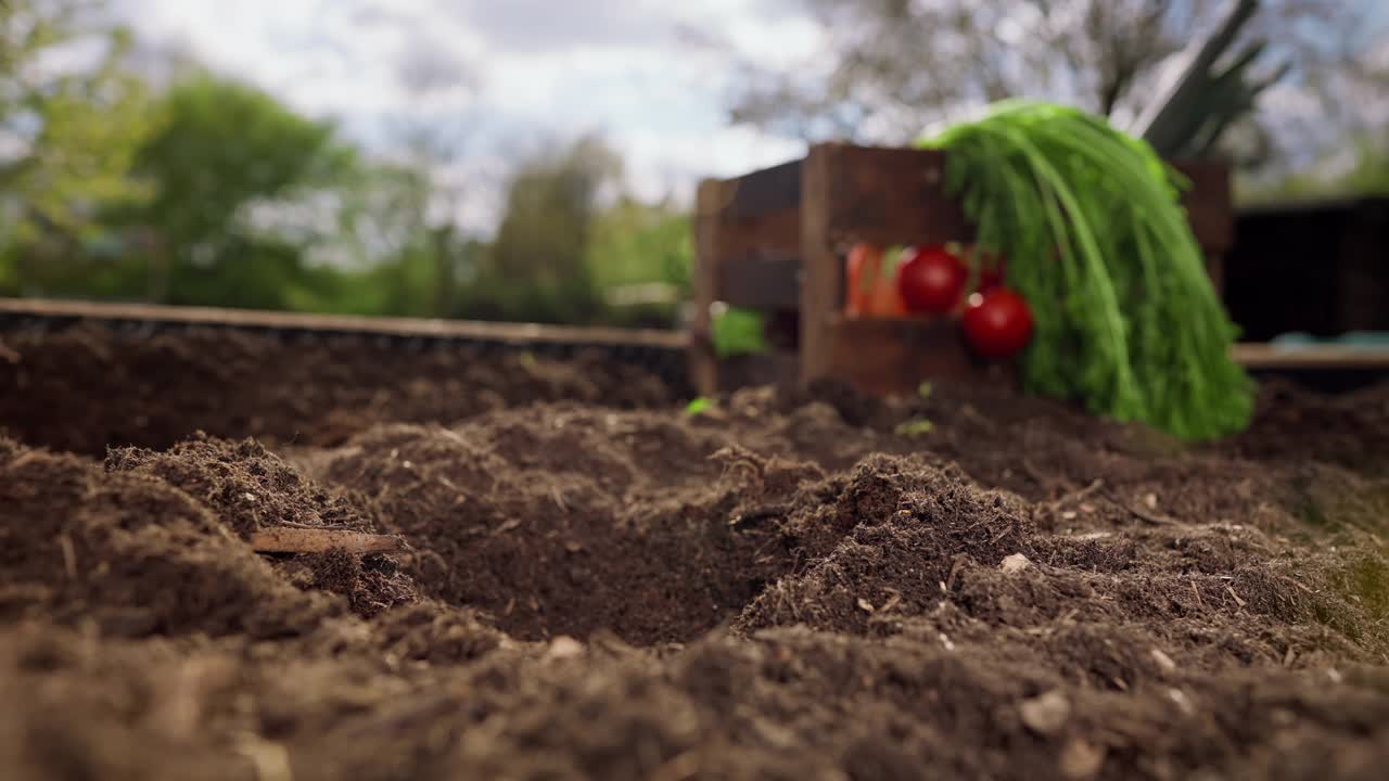 近距离的农场手工种植插枝到土壤中视频素材