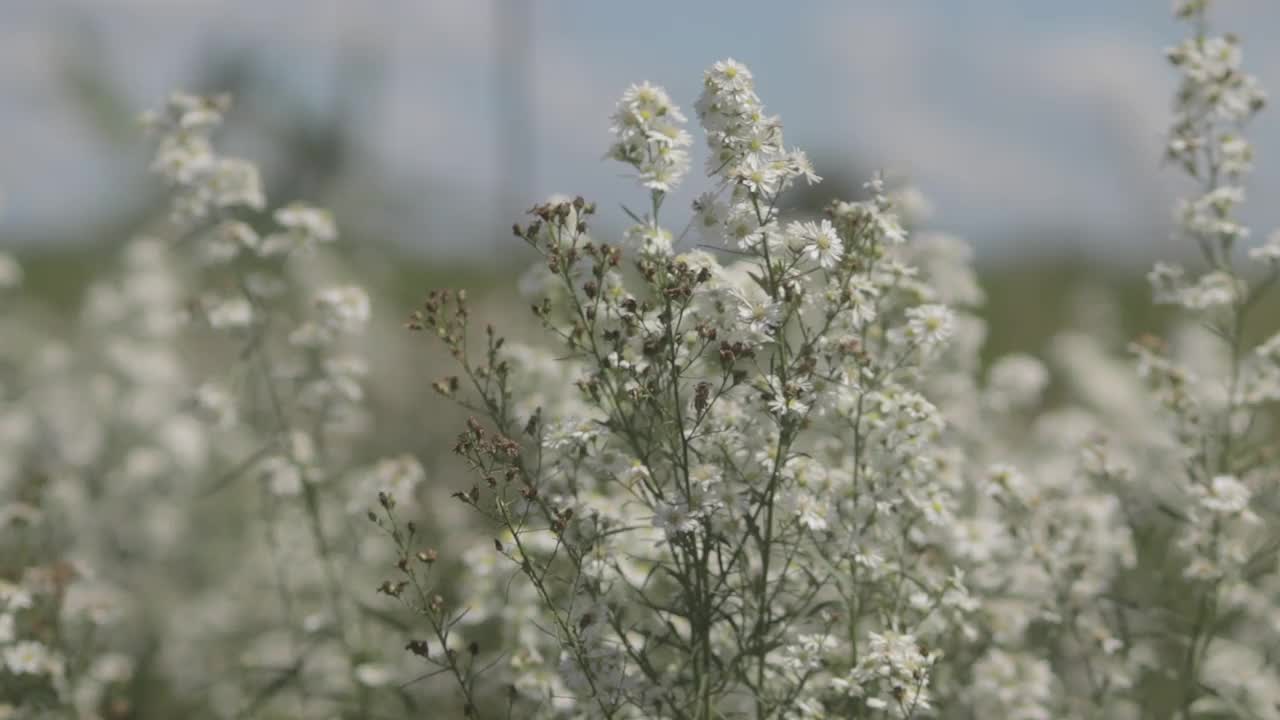 美丽的白色雏菊在田野里随风摇曳。概念:自然，花卉，春天，生物，动物，环境，生态系统。视频素材