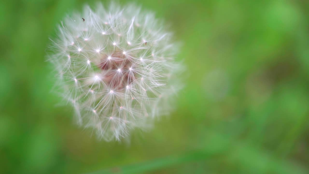 蒲公英在模糊的草地上是白色的绒毛。一个微妙的通风视频素材