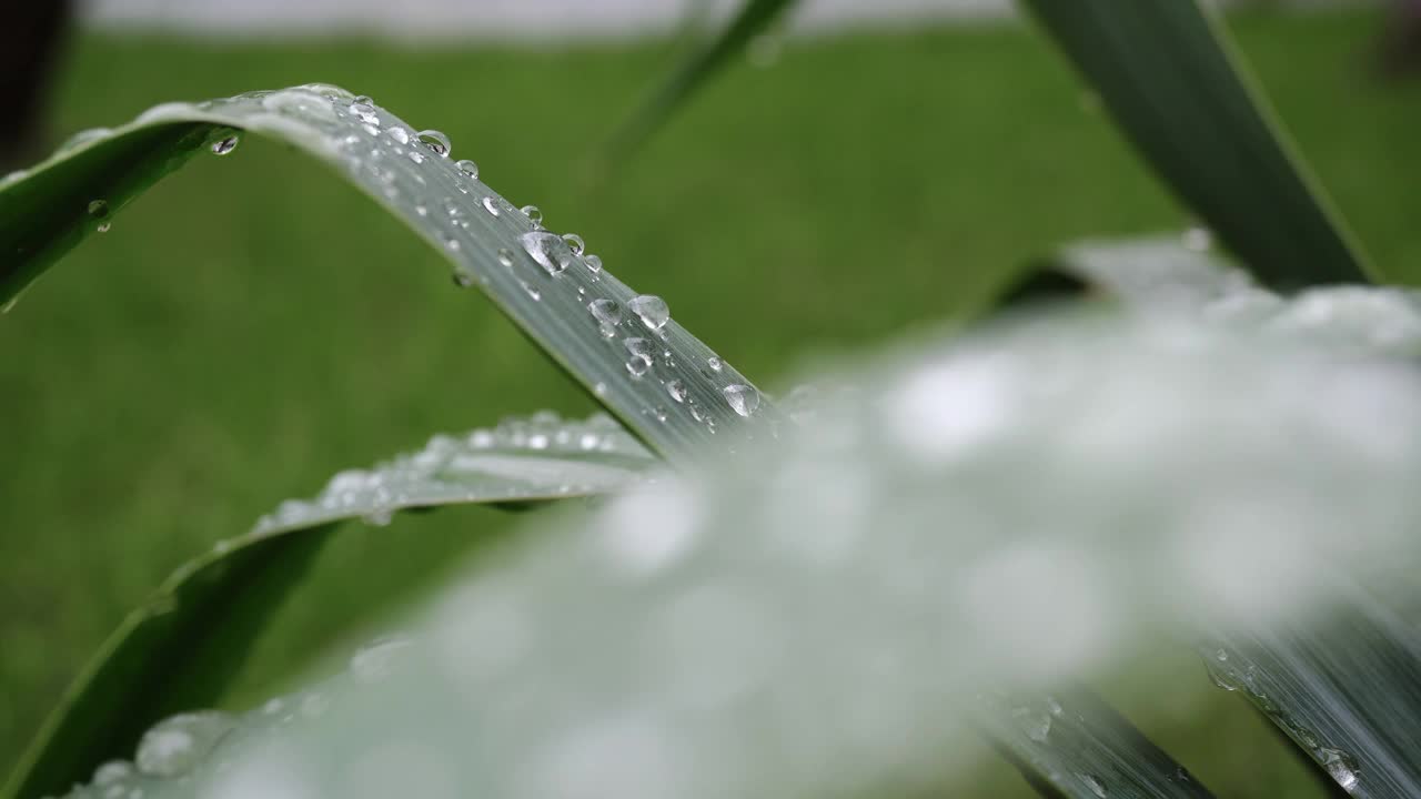 大的美丽的雨滴或早晨的露水水在绿色的叶子宏视频素材