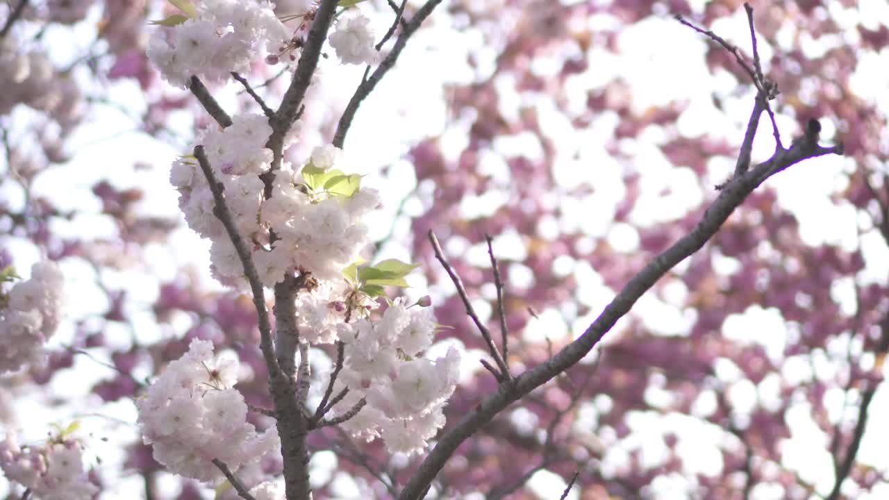 春花盛开/韩国釜山视频素材