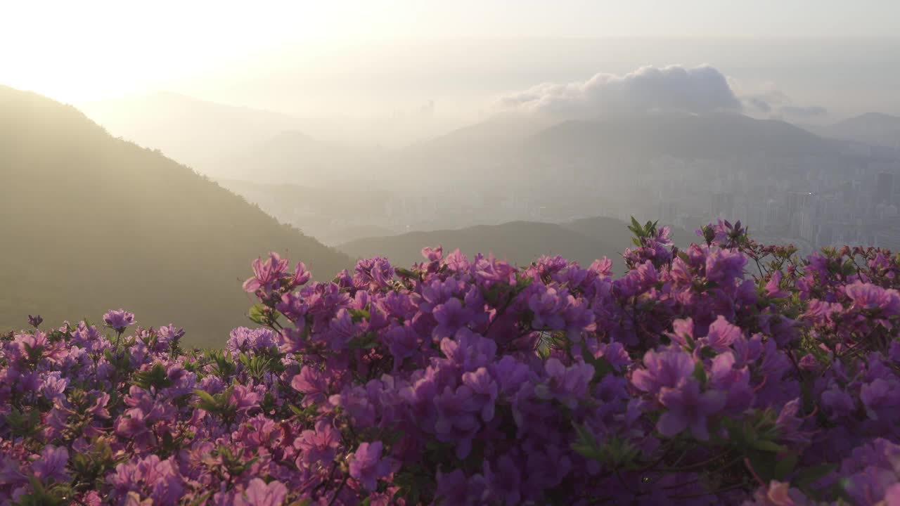 白羊山的杜鹃花社区和日落/釜山镇区，釜山，韩国视频素材