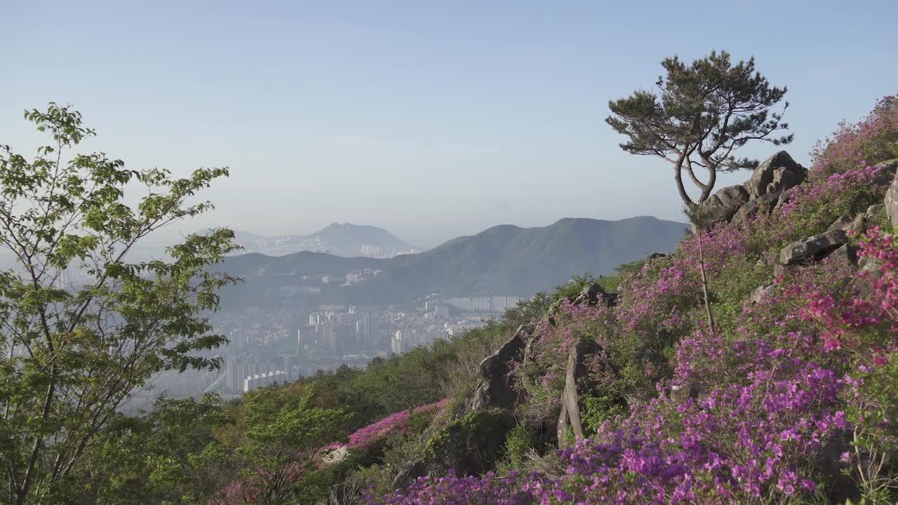 杜鹃花，基岩和市中心/釜山镇，釜山，韩国视频素材