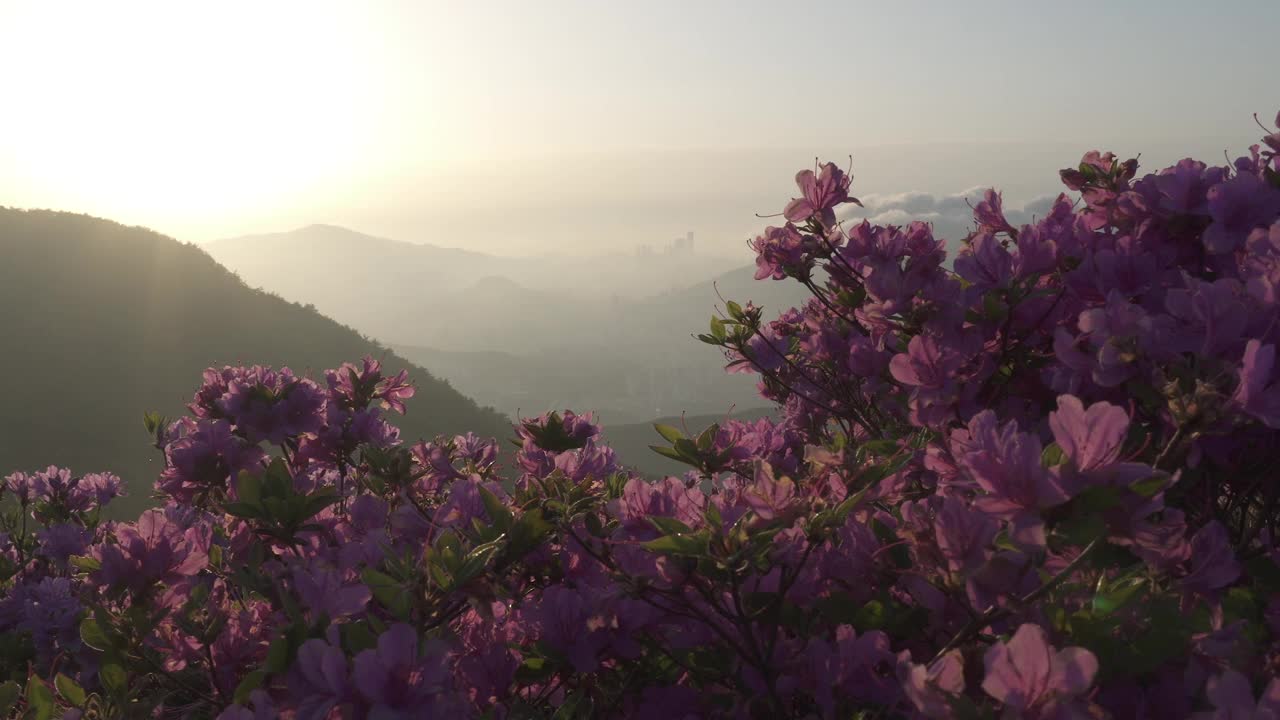 白羊山的杜鹃花社区和日落/釜山镇区，釜山，韩国视频素材