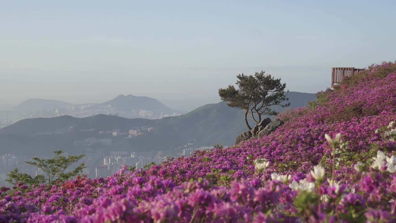 韩国釜山，白羊山和釜山镇区中心地区的杜鹃花社区视频素材