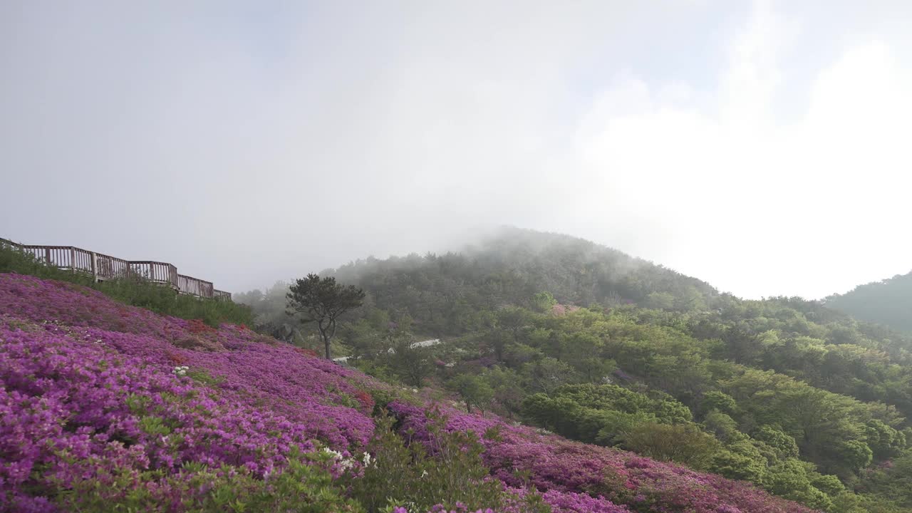 韩国釜山，釜山镇区白洋山的杜鹃花群落和山脊视频素材