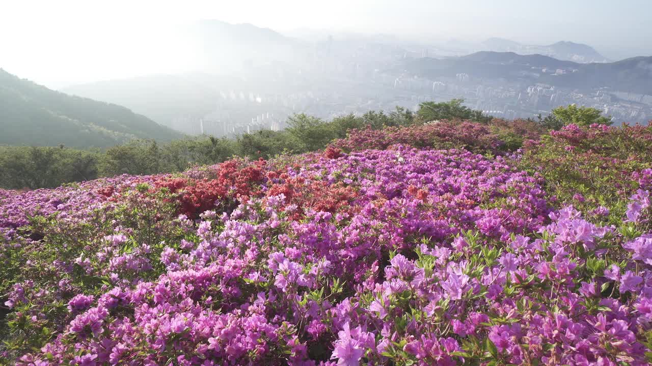 韩国釜山，白羊山和釜山镇区中心地区的杜鹃花社区视频素材