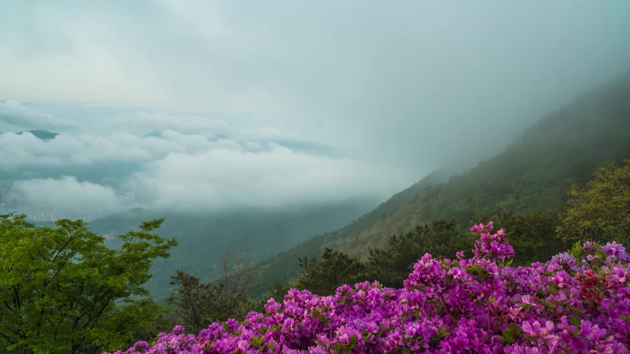 白羊山的杜鹃花和飘动的云朵/釜山釜山镇区视频素材